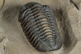 Very Nice Morocops Trilobite - Foum Zguid, Morocco #261845-4